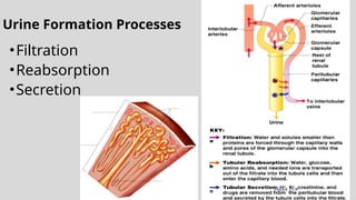 Urine Formation Processes
•Filtration
•Reabsorption
•Secretion
Figure 15.4
 