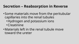 Secretion – Reabsorption in Reverse
•Some materials move from the peritubular
capillaries into the renal tubules
•Hydrogen and potassium ions
•Creatinine
•Materials left in the renal tubule move
toward the ureter
 