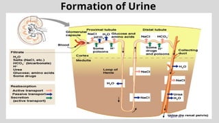 Formation of Urine
Figure 15.5
 