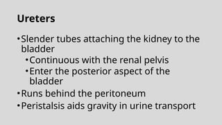 Ureters
•Slender tubes attaching the kidney to the
bladder
•Continuous with the renal pelvis
•Enter the posterior aspect of the
bladder
•Runs behind the peritoneum
•Peristalsis aids gravity in urine transport
 