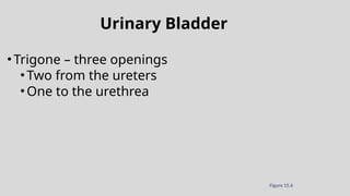 Urinary Bladder
•Trigone – three openings
•Two from the ureters
•One to the urethrea
Figure 15.6
 
