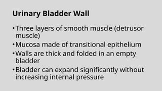 Urinary Bladder Wall
•Three layers of smooth muscle (detrusor
muscle)
•Mucosa made of transitional epithelium
•Walls are thick and folded in an empty
bladder
•Bladder can expand significantly without
increasing internal pressure
 