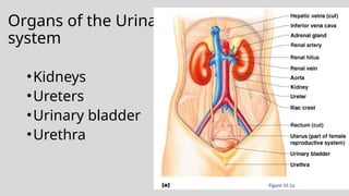 Organs of the Urinary
system
•Kidneys
•Ureters
•Urinary bladder
•Urethra
Figure 15.1a
 