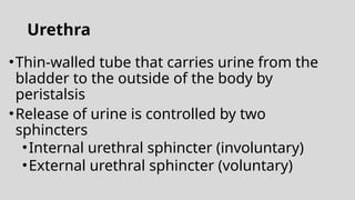 Urethra
•Thin-walled tube that carries urine from the
bladder to the outside of the body by
peristalsis
•Release of urine is controlled by two
sphincters
•Internal urethral sphincter (involuntary)
•External urethral sphincter (voluntary)
 