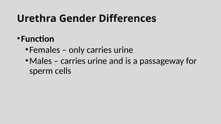 Urethra Gender Differences
•Function
•Females – only carries urine
•Males – carries urine and is a passageway for
sperm cells
 