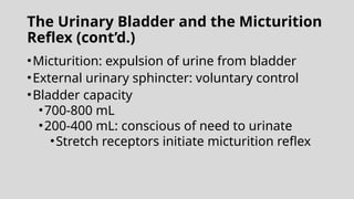 The Urinary Bladder and the Micturition
Reflex (cont’d.)
•Micturition: expulsion of urine from bladder
•External urinary sphincter: voluntary control
•Bladder capacity
•700-800 mL
•200-400 mL: conscious of need to urinate
•Stretch receptors initiate micturition reflex
 