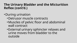 The Urinary Bladder and the Micturition
Reflex (cont’d.)
•During urination
•Detrusor muscle contracts
•Muscles of pelvic floor and abdominal
wall contract
•External urinary sphincter relaxes and
urine moves from bladder to the
outside
 