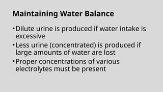 Maintaining Water Balance
•Dilute urine is produced if water intake is
excessive
•Less urine (concentrated) is produced if
large amounts of water are lost
•Proper concentrations of various
electrolytes must be present
 