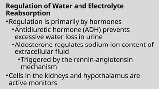 Regulation of Water and Electrolyte
Reabsorption
•Regulation is primarily by hormones
•Antidiuretic hormone (ADH) prevents
excessive water loss in urine
•Aldosterone regulates sodium ion content of
extracellular fluid
•Triggered by the rennin-angiotensin
mechanism
•Cells in the kidneys and hypothalamus are
active monitors
 