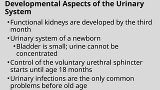 Developmental Aspects of the Urinary
System
•Functional kidneys are developed by the third
month
•Urinary system of a newborn
•Bladder is small; urine cannot be
concentrated
•Control of the voluntary urethral sphincter
starts until age 18 months
•Urinary infections are the only common
problems before old age
 
