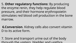 5. Other regulatory functions: By producing
the enzyme renin, they help regulate blood
pressure, and their hormone erythropoietin
stimulates red blood cell production in the bone
marrow.
6.Conversion. Kidney cells also convert vitamin
D to its active form.
7. Store and transport urine out of the body
 