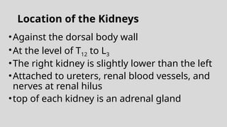 Location of the Kidneys
•Against the dorsal body wall
•At the level of T12 to L3
•The right kidney is slightly lower than the left
•Attached to ureters, renal blood vessels, and
nerves at renal hilus
•top of each kidney is an adrenal gland
 