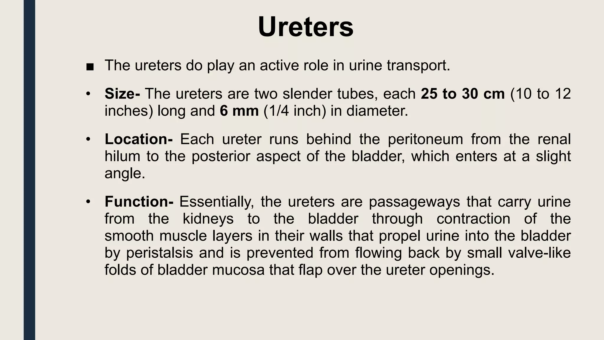 Ureters
■ The ureters do play an active role in urine transport.
• Size- The ureters are two slender tubes, each 25 to 30 cm (10 to 12
inches) long and 6 mm (1/4 inch) in diameter.
• Location- Each ureter runs behind the peritoneum from the renal
hilum to the posterior aspect of the bladder, which enters at a slight
angle.
• Function- Essentially, the ureters are passageways that carry urine
from the kidneys to the bladder through contraction of the
smooth muscle layers in their walls that propel urine into the bladder
by peristalsis and is prevented from flowing back by small valve-like
folds of bladder mucosa that flap over the ureter openings.
 