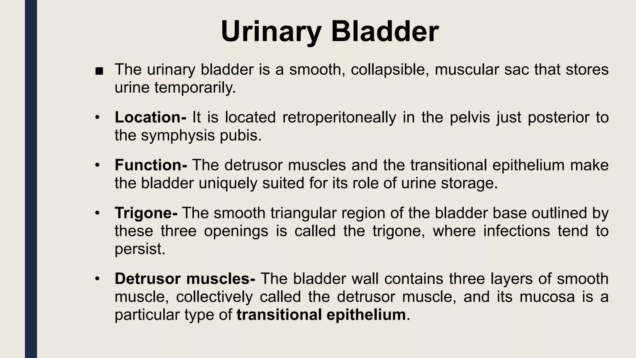 Urinary Bladder
■ The urinary bladder is a smooth, collapsible, muscular sac that stores
urine temporarily.
• Location- It is located retroperitoneally in the pelvis just posterior to
the symphysis pubis.
• Function- The detrusor muscles and the transitional epithelium make
the bladder uniquely suited for its role of urine storage.
• Trigone- The smooth triangular region of the bladder base outlined by
these three openings is called the trigone, where infections tend to
persist.
• Detrusor muscles- The bladder wall contains three layers of smooth
muscle, collectively called the detrusor muscle, and its mucosa is a
particular type of transitional epithelium.
 
