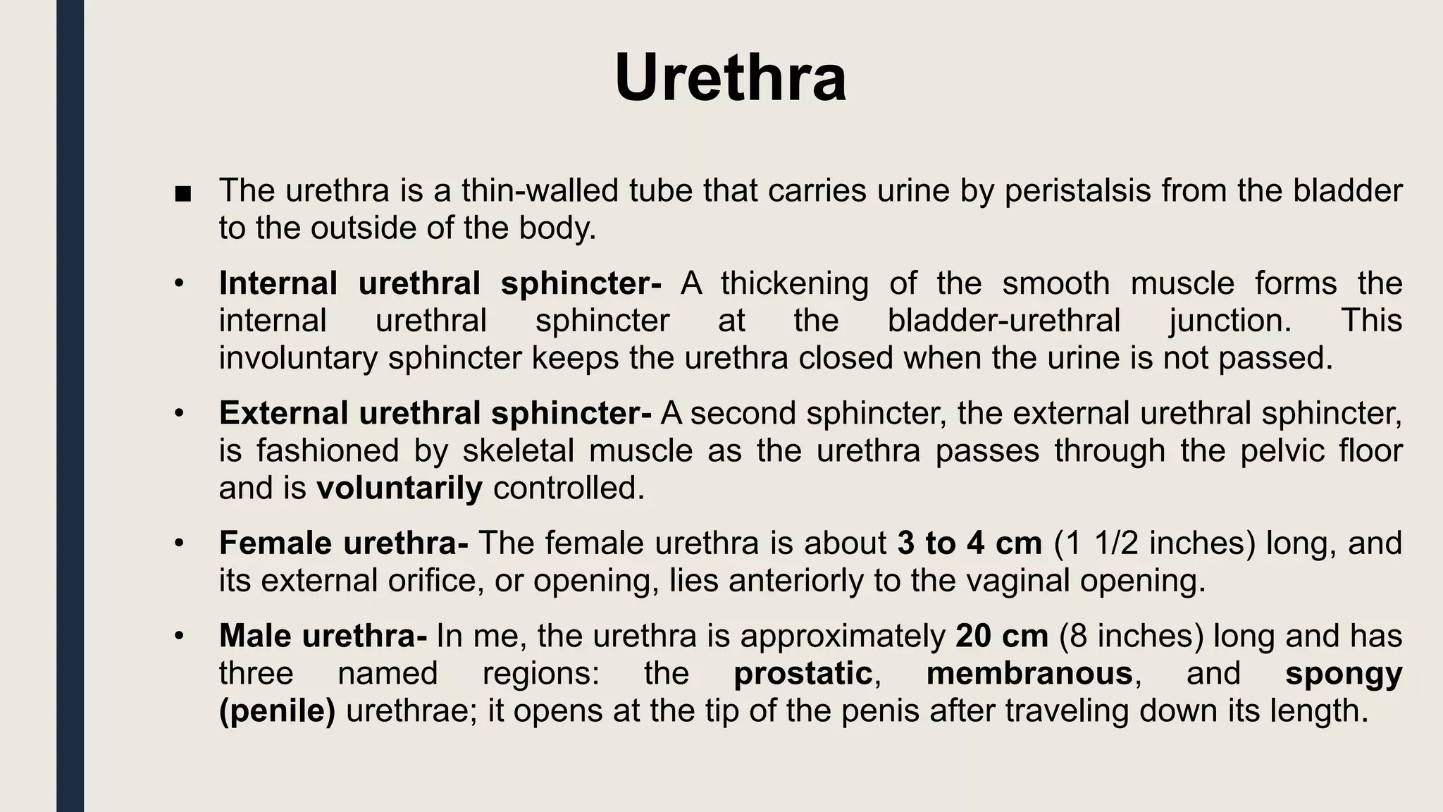 Urethra
■ The urethra is a thin-walled tube that carries urine by peristalsis from the bladder
to the outside of the body.
• Internal urethral sphincter- A thickening of the smooth muscle forms the
internal urethral sphincter at the bladder-urethral junction. This
involuntary sphincter keeps the urethra closed when the urine is not passed.
• External urethral sphincter- A second sphincter, the external urethral sphincter,
is fashioned by skeletal muscle as the urethra passes through the pelvic floor
and is voluntarily controlled.
• Female urethra- The female urethra is about 3 to 4 cm (1 1/2 inches) long, and
its external orifice, or opening, lies anteriorly to the vaginal opening.
• Male urethra- In me, the urethra is approximately 20 cm (8 inches) long and has
three named regions: the prostatic, membranous, and spongy
(penile) urethrae; it opens at the tip of the penis after traveling down its length.
 