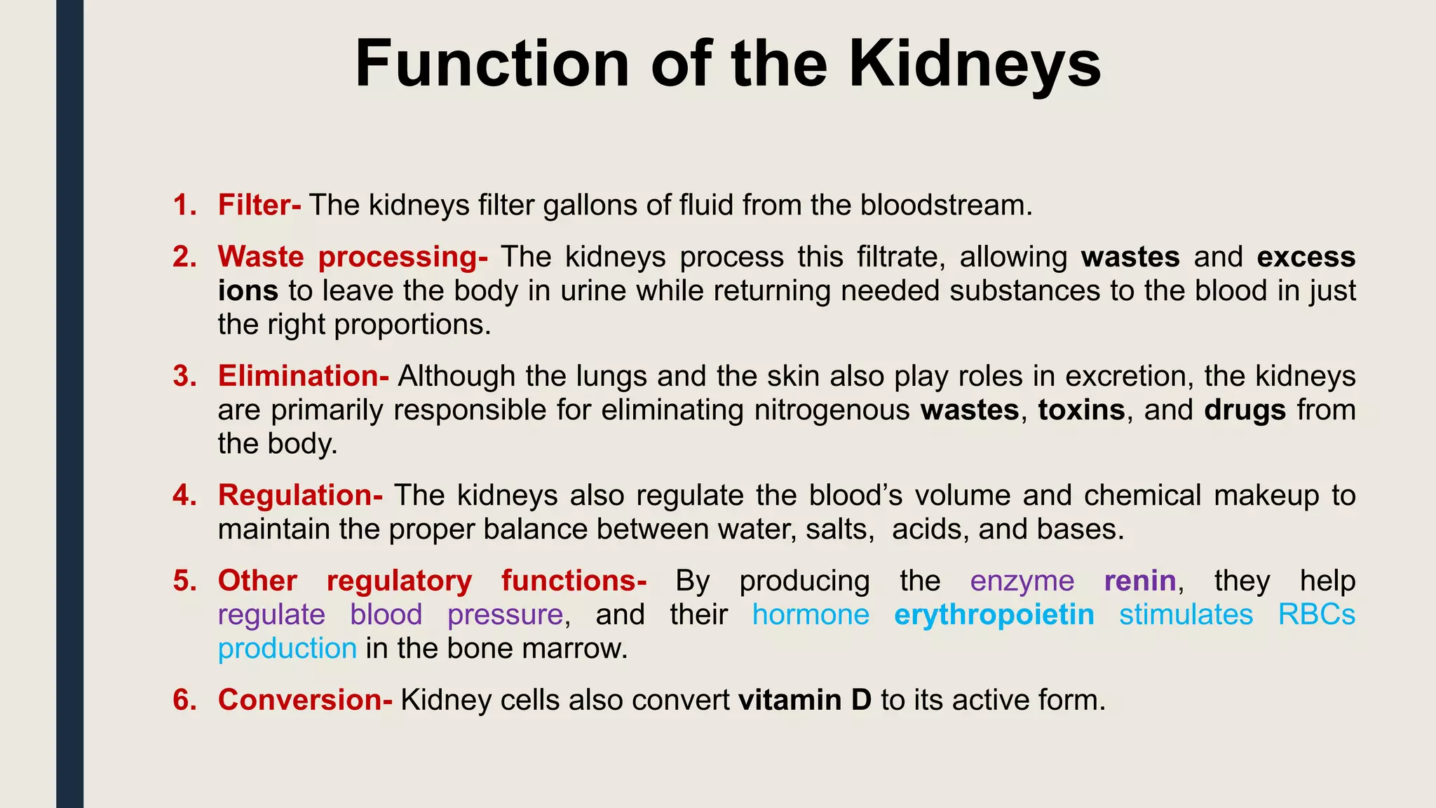 Function of the Kidneys
1. Filter- The kidneys filter gallons of fluid from the bloodstream.
2. Waste processing- The kidneys process this filtrate, allowing wastes and excess
ions to leave the body in urine while returning needed substances to the blood in just
the right proportions.
3. Elimination- Although the lungs and the skin also play roles in excretion, the kidneys
are primarily responsible for eliminating nitrogenous wastes, toxins, and drugs from
the body.
4. Regulation- The kidneys also regulate the blood’s volume and chemical makeup to
maintain the proper balance between water, salts, acids, and bases.
5. Other regulatory functions- By producing the enzyme renin, they help
regulate blood pressure, and their hormone erythropoietin stimulates RBCs
production in the bone marrow.
6. Conversion- Kidney cells also convert vitamin D to its active form.
 