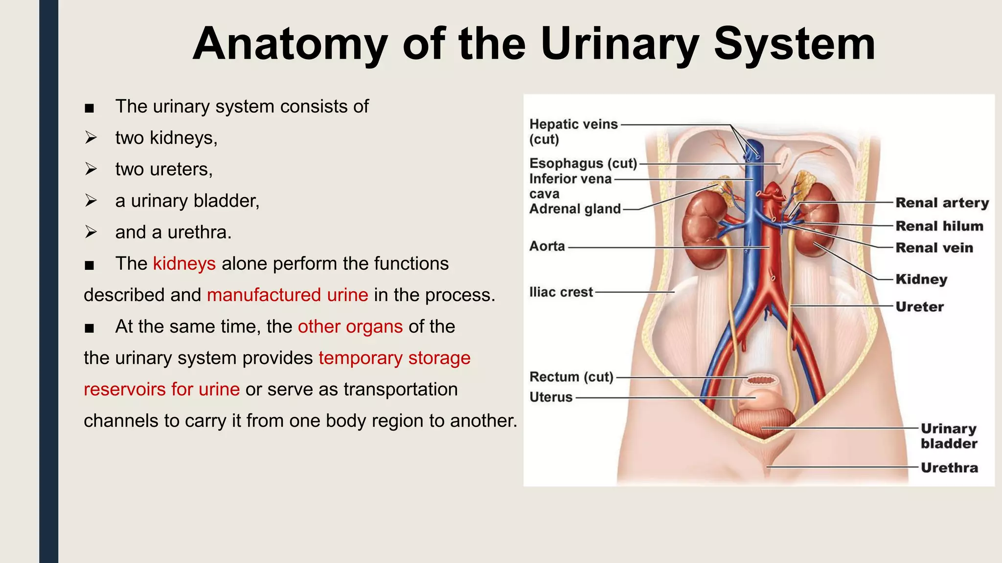 Anatomy of the Urinary System
■ The urinary system consists of
 two kidneys,
 two ureters,
 a urinary bladder,
 and a urethra.
■ The kidneys alone perform the functions
described and manufactured urine in the process.
■ At the same time, the other organs of the
the urinary system provides temporary storage
reservoirs for urine or serve as transportation
channels to carry it from one body region to another.
 