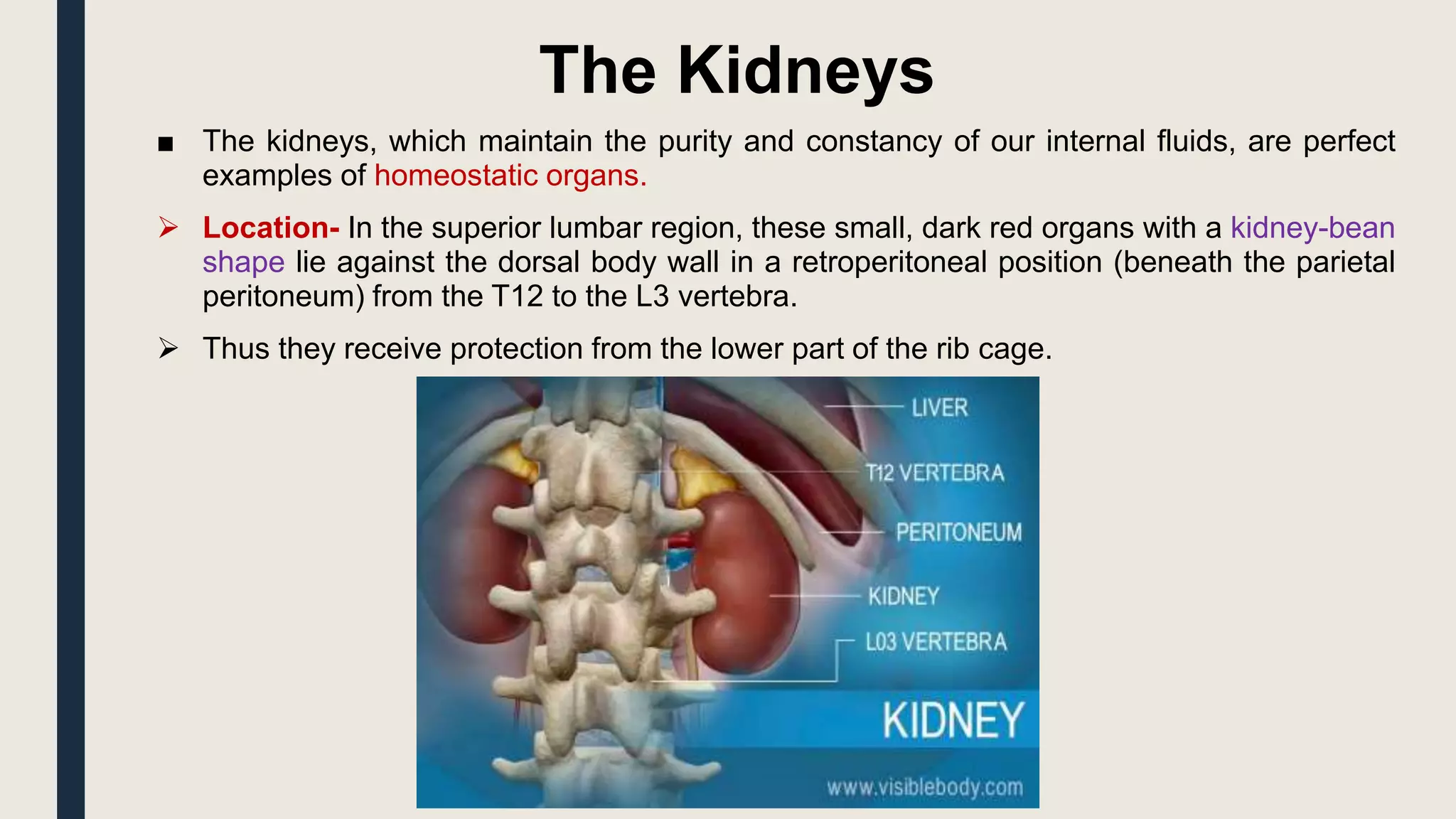 The Kidneys
■ The kidneys, which maintain the purity and constancy of our internal fluids, are perfect
examples of homeostatic organs.
 Location- In the superior lumbar region, these small, dark red organs with a kidney-bean
shape lie against the dorsal body wall in a retroperitoneal position (beneath the parietal
peritoneum) from the T12 to the L3 vertebra.
 Thus they receive protection from the lower part of the rib cage.
 
