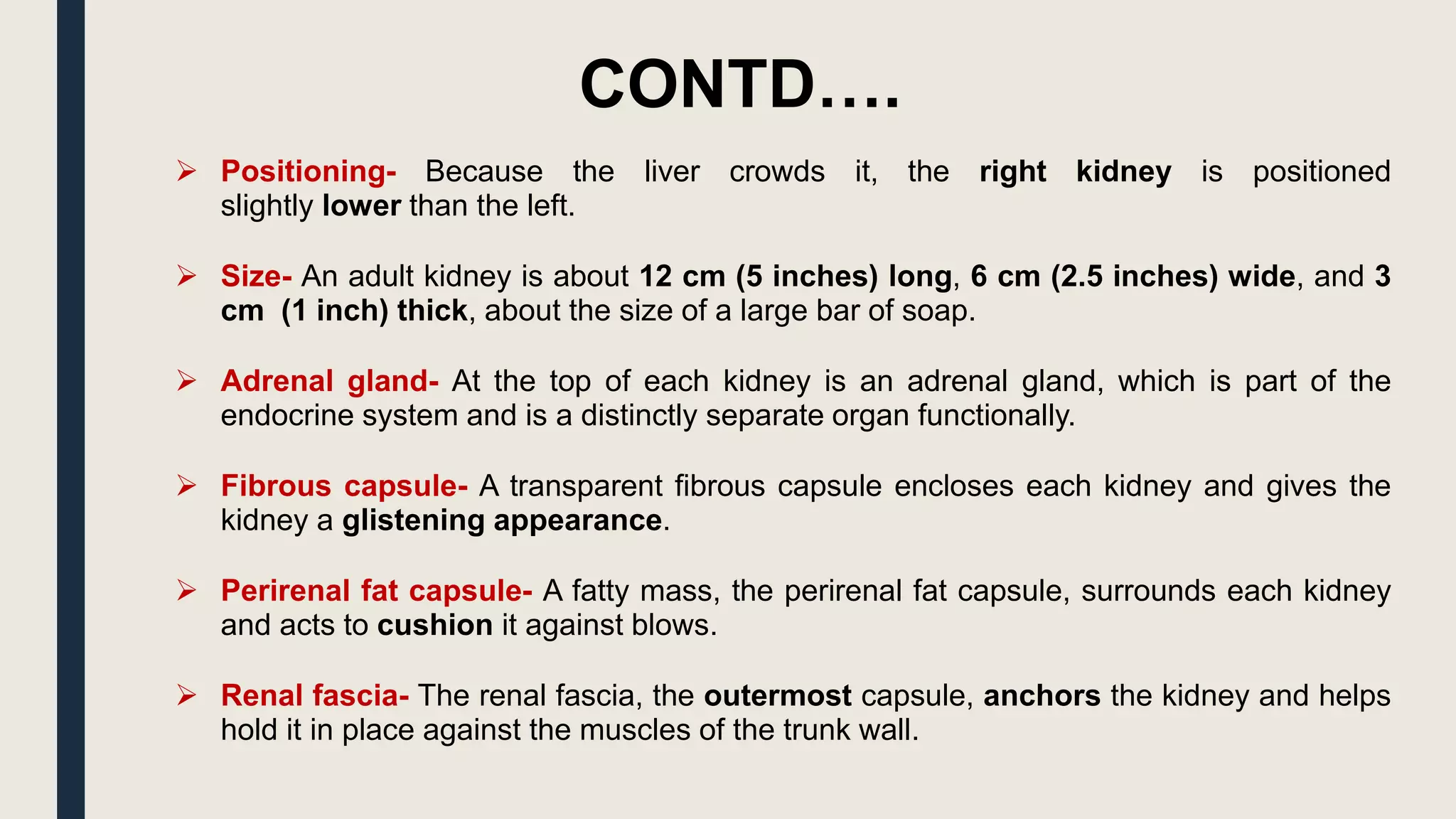 CONTD….
 Positioning- Because the liver crowds it, the right kidney is positioned
slightly lower than the left.
 Size- An adult kidney is about 12 cm (5 inches) long, 6 cm (2.5 inches) wide, and 3
cm (1 inch) thick, about the size of a large bar of soap.
 Adrenal gland- At the top of each kidney is an adrenal gland, which is part of the
endocrine system and is a distinctly separate organ functionally.
 Fibrous capsule- A transparent fibrous capsule encloses each kidney and gives the
kidney a glistening appearance.
 Perirenal fat capsule- A fatty mass, the perirenal fat capsule, surrounds each kidney
and acts to cushion it against blows.
 Renal fascia- The renal fascia, the outermost capsule, anchors the kidney and helps
hold it in place against the muscles of the trunk wall.
 