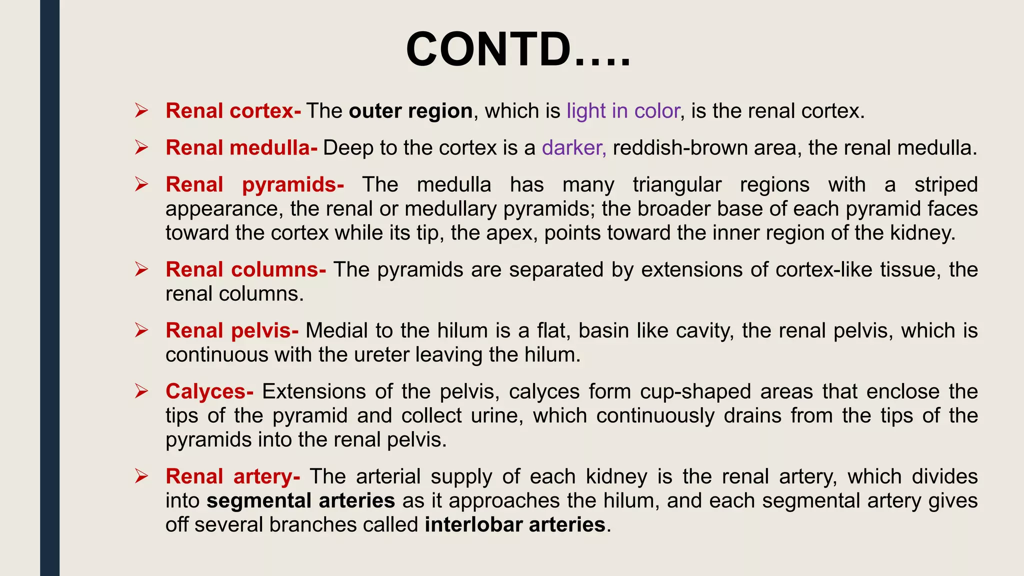 CONTD….
 Renal cortex- The outer region, which is light in color, is the renal cortex.
 Renal medulla- Deep to the cortex is a darker, reddish-brown area, the renal medulla.
 Renal pyramids- The medulla has many triangular regions with a striped
appearance, the renal or medullary pyramids; the broader base of each pyramid faces
toward the cortex while its tip, the apex, points toward the inner region of the kidney.
 Renal columns- The pyramids are separated by extensions of cortex-like tissue, the
renal columns.
 Renal pelvis- Medial to the hilum is a flat, basin like cavity, the renal pelvis, which is
continuous with the ureter leaving the hilum.
 Calyces- Extensions of the pelvis, calyces form cup-shaped areas that enclose the
tips of the pyramid and collect urine, which continuously drains from the tips of the
pyramids into the renal pelvis.
 Renal artery- The arterial supply of each kidney is the renal artery, which divides
into segmental arteries as it approaches the hilum, and each segmental artery gives
off several branches called interlobar arteries.
 