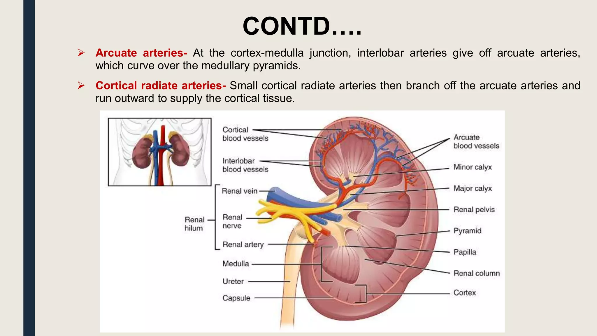 CONTD….
 Arcuate arteries- At the cortex-medulla junction, interlobar arteries give off arcuate arteries,
which curve over the medullary pyramids.
 Cortical radiate arteries- Small cortical radiate arteries then branch off the arcuate arteries and
run outward to supply the cortical tissue.
 