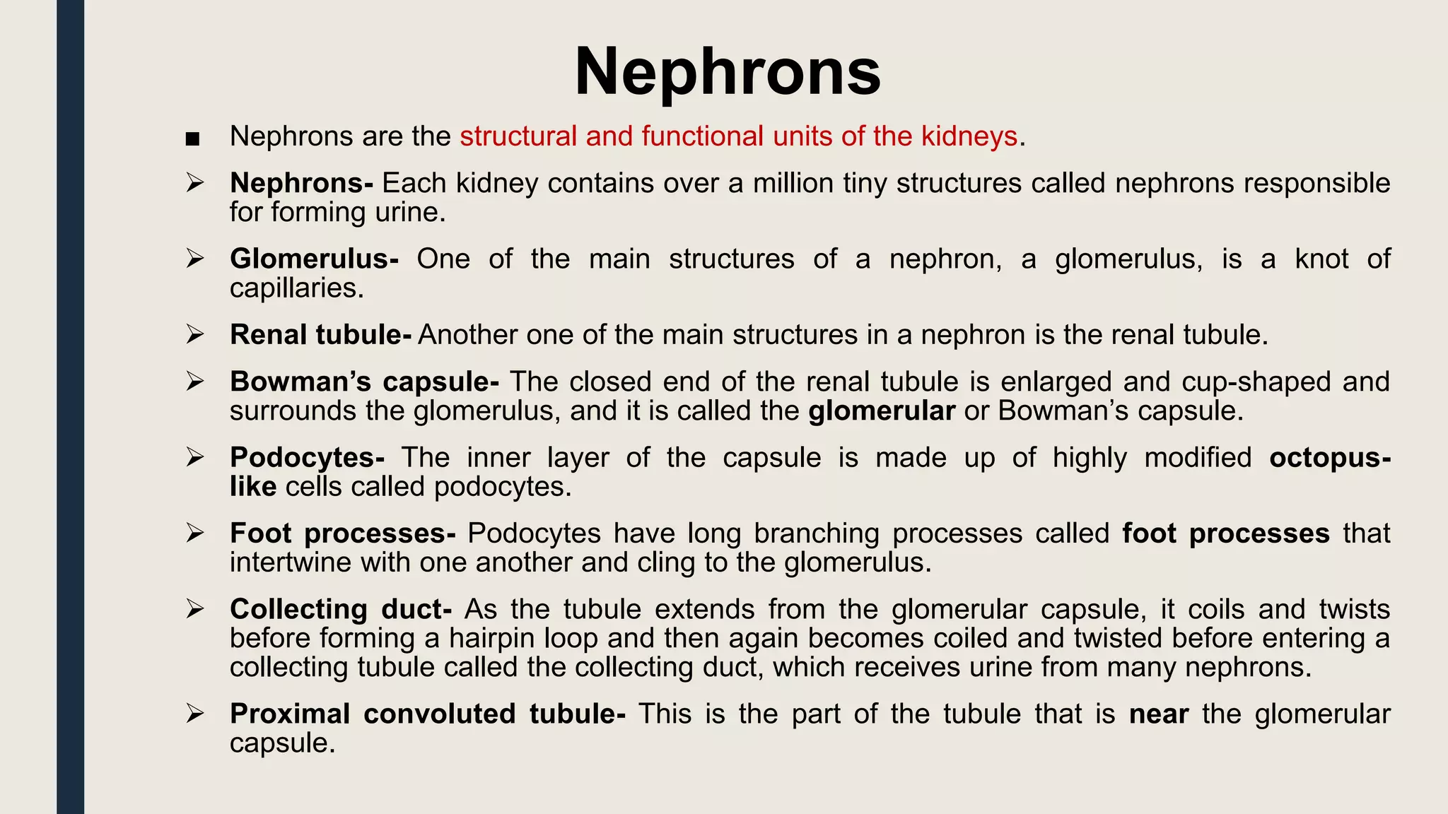 Nephrons
■ Nephrons are the structural and functional units of the kidneys.
 Nephrons- Each kidney contains over a million tiny structures called nephrons responsible
for forming urine.
 Glomerulus- One of the main structures of a nephron, a glomerulus, is a knot of
capillaries.
 Renal tubule- Another one of the main structures in a nephron is the renal tubule.
 Bowman’s capsule- The closed end of the renal tubule is enlarged and cup-shaped and
surrounds the glomerulus, and it is called the glomerular or Bowman’s capsule.
 Podocytes- The inner layer of the capsule is made up of highly modified octopus-
like cells called podocytes.
 Foot processes- Podocytes have long branching processes called foot processes that
intertwine with one another and cling to the glomerulus.
 Collecting duct- As the tubule extends from the glomerular capsule, it coils and twists
before forming a hairpin loop and then again becomes coiled and twisted before entering a
collecting tubule called the collecting duct, which receives urine from many nephrons.
 Proximal convoluted tubule- This is the part of the tubule that is near the glomerular
capsule.
 
