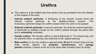 Urethra
■ The urethra is a thin-walled tube that carries urine by peristalsis from the bladder
to the outside of the body.
• Internal urethral sphincter- A thickening of the smooth muscle forms the
internal urethral sphincter at the bladder-urethral junction. This
involuntary sphincter keeps the urethra closed when the urine is not passed.
• External urethral sphincter- A second sphincter, the external urethral sphincter,
is fashioned by skeletal muscle as the urethra passes through the pelvic floor
and is voluntarily controlled.
• Female urethra- The female urethra is about 3 to 4 cm (1 1/2 inches) long, and
its external orifice, or opening, lies anteriorly to the vaginal opening.
• Male urethra- In me, the urethra is approximately 20 cm (8 inches) long and has
three named regions: the prostatic, membranous, and spongy
(penile) urethrae; it opens at the tip of the penis after traveling down its length.
 