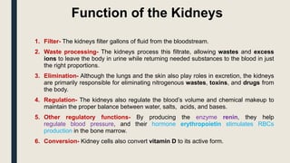 Function of the Kidneys
1. Filter- The kidneys filter gallons of fluid from the bloodstream.
2. Waste processing- The kidneys process this filtrate, allowing wastes and excess
ions to leave the body in urine while returning needed substances to the blood in just
the right proportions.
3. Elimination- Although the lungs and the skin also play roles in excretion, the kidneys
are primarily responsible for eliminating nitrogenous wastes, toxins, and drugs from
the body.
4. Regulation- The kidneys also regulate the blood’s volume and chemical makeup to
maintain the proper balance between water, salts, acids, and bases.
5. Other regulatory functions- By producing the enzyme renin, they help
regulate blood pressure, and their hormone erythropoietin stimulates RBCs
production in the bone marrow.
6. Conversion- Kidney cells also convert vitamin D to its active form.
 