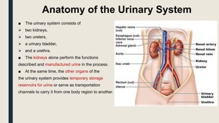 Anatomy of the Urinary System
■ The urinary system consists of
 two kidneys,
 two ureters,
 a urinary bladder,
 and a urethra.
■ The kidneys alone perform the functions
described and manufactured urine in the process.
■ At the same time, the other organs of the
the urinary system provides temporary storage
reservoirs for urine or serve as transportation
channels to carry it from one body region to another.
 