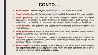 CONTD….
 Renal cortex- The outer region, which is light in color, is the renal cortex.
 Renal medulla- Deep to the cortex is a darker, reddish-brown area, the renal medulla.
 Renal pyramids- The medulla has many triangular regions with a striped
appearance, the renal or medullary pyramids; the broader base of each pyramid faces
toward the cortex while its tip, the apex, points toward the inner region of the kidney.
 Renal columns- The pyramids are separated by extensions of cortex-like tissue, the
renal columns.
 Renal pelvis- Medial to the hilum is a flat, basin like cavity, the renal pelvis, which is
continuous with the ureter leaving the hilum.
 Calyces- Extensions of the pelvis, calyces form cup-shaped areas that enclose the
tips of the pyramid and collect urine, which continuously drains from the tips of the
pyramids into the renal pelvis.
 Renal artery- The arterial supply of each kidney is the renal artery, which divides
into segmental arteries as it approaches the hilum, and each segmental artery gives
off several branches called interlobar arteries.
 