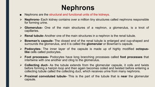 Nephrons
■ Nephrons are the structural and functional units of the kidneys.
 Nephrons- Each kidney contains over a million tiny structures called nephrons responsible
for forming urine.
 Glomerulus- One of the main structures of a nephron, a glomerulus, is a knot of
capillaries.
 Renal tubule- Another one of the main structures in a nephron is the renal tubule.
 Bowman’s capsule- The closed end of the renal tubule is enlarged and cup-shaped and
surrounds the glomerulus, and it is called the glomerular or Bowman’s capsule.
 Podocytes- The inner layer of the capsule is made up of highly modified octopus-
like cells called podocytes.
 Foot processes- Podocytes have long branching processes called foot processes that
intertwine with one another and cling to the glomerulus.
 Collecting duct- As the tubule extends from the glomerular capsule, it coils and twists
before forming a hairpin loop and then again becomes coiled and twisted before entering a
collecting tubule called the collecting duct, which receives urine from many nephrons.
 Proximal convoluted tubule- This is the part of the tubule that is near the glomerular
capsule.
 