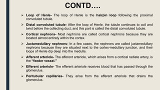  Loop of Henle- The loop of Henle is the hairpin loop following the proximal
convoluted tubule.
 Distal convoluted tubule- After the loop of Henle, the tubule continues to coil and
twist before the collecting duct, and this part is called the distal convoluted tubule.
 Cortical nephrons- Most nephrons are called cortical nephrons because they are
located almost entirely within the cortex.
 Juxtamedullary nephrons- In a few cases, the nephrons are called juxtamedullary
nephrons because they are situated next to the cortex-medullary junction, and their
loops of Henle dip deep into the medulla.
 Afferent arteriole- The afferent arteriole, which arises from a cortical radiate artery, is
the “feeder vessel.”
 Efferent arteriole- The efferent arteriole receives blood that has passed through the
glomerulus.
 Peritubular capillaries- They arise from the efferent arteriole that drains the
glomerulus.
CONTD….
 