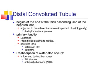 Distal Convoluted Tubule
■ begins at the end of the thick ascending limb of the
nephron loop
■
adjacent to the afferent arteriole (important physiologically)
■
Juxtaglomerular apparatus.
■ primary function:
■
■
■
Secretion
From blood plasma to filtrate.
secretes ions
■
potassium (K+)
■
acid (H+)
■ Reabsorption of water also occurs:
■
influenced by two hormones
■
Aldosterone
antidiuretic hormone (ADH).
■
 