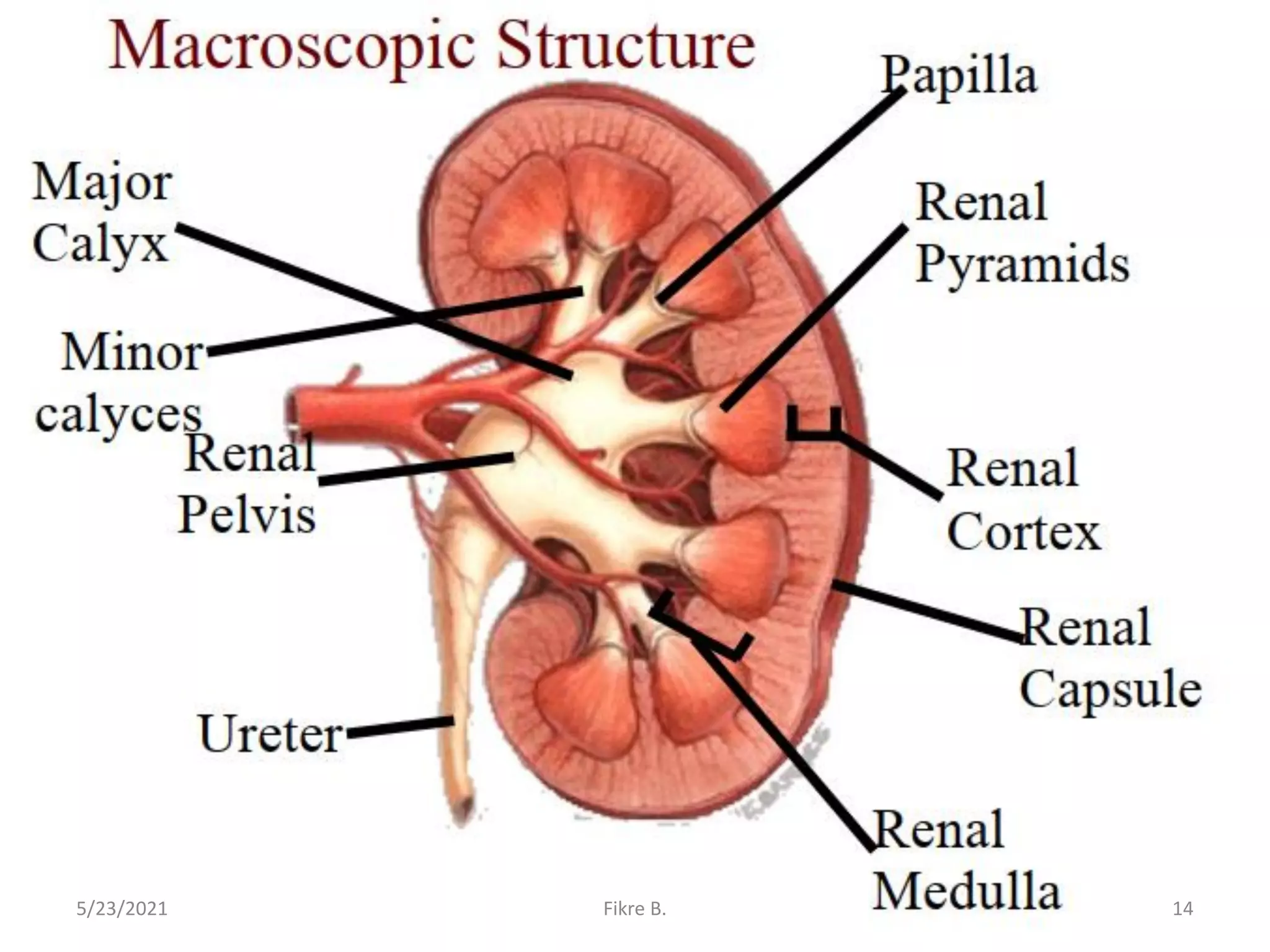 5/23/2021 Fikre B. 14
 