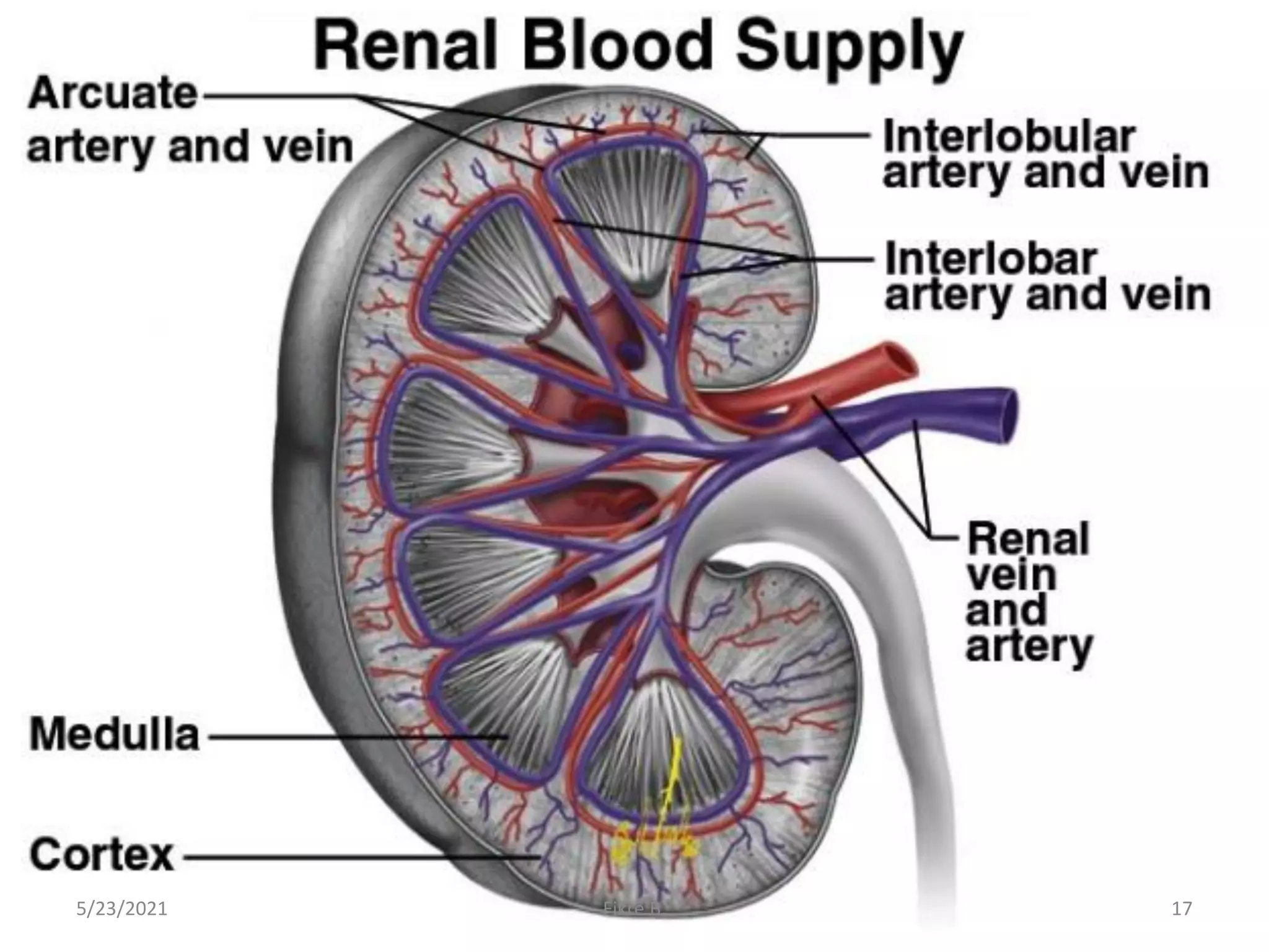 5/23/2021 Fikre B. 17
 