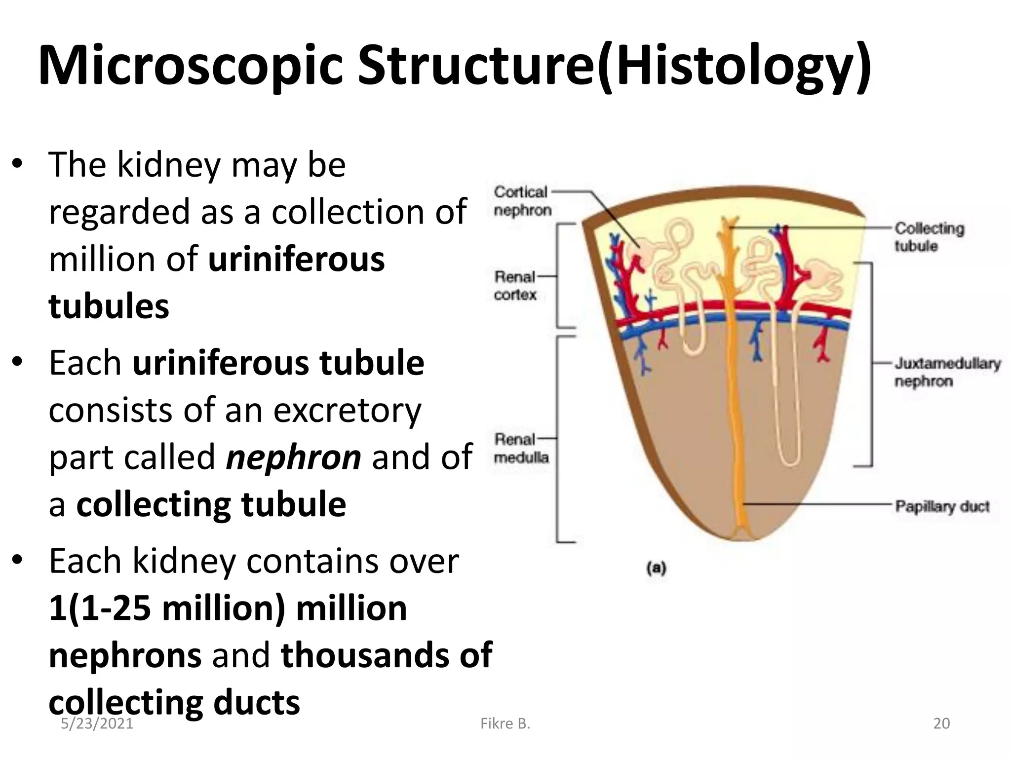 Microscopic Structure(Histology)
• The kidney may be
regarded as a collection of
million of uriniferous
tubules
• Each uriniferous tubule
consists of an excretory
part called nephron and of
a collecting tubule
• Each kidney contains over
1(1-25 million) million
nephrons and thousands of
collecting ducts
5/23/2021 Fikre B. 20
 
