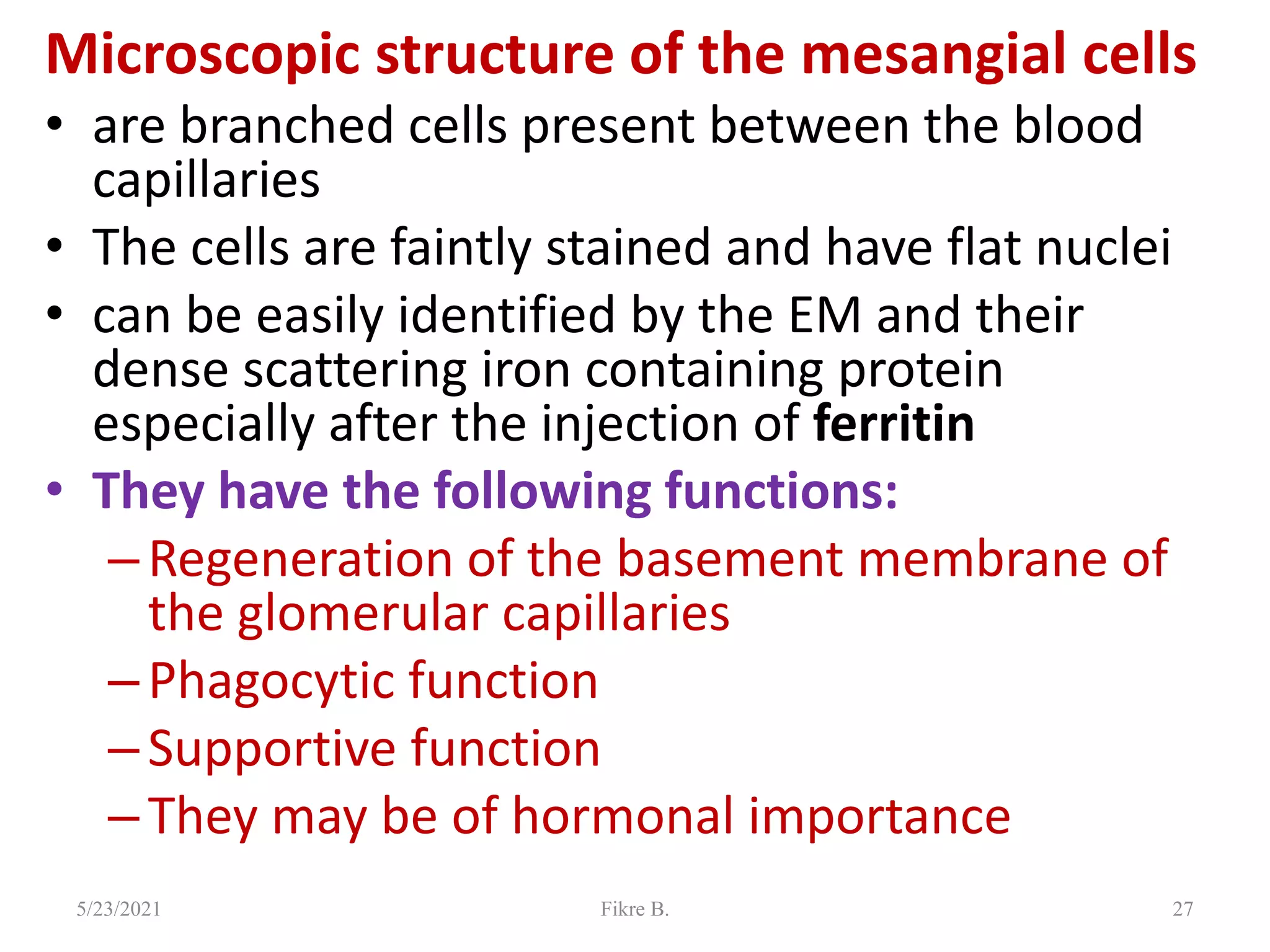 Microscopic structure of the mesangial cells
• are branched cells present between the blood
capillaries
• The cells are faintly stained and have flat nuclei
• can be easily identified by the EM and their
dense scattering iron containing protein
especially after the injection of ferritin
• They have the following functions:
–Regeneration of the basement membrane of
the glomerular capillaries
–Phagocytic function
–Supportive function
–They may be of hormonal importance
5/23/2021 Fikre B. 27
 