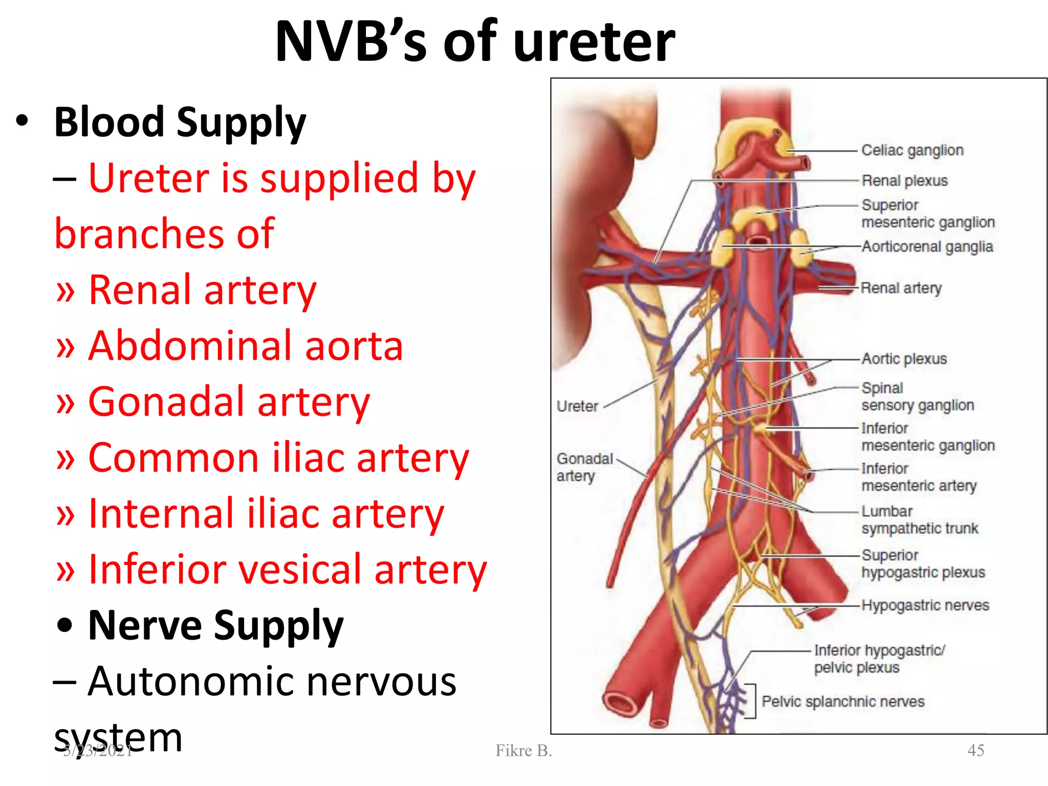 NVB’s of ureter
• Blood Supply
– Ureter is supplied by
branches of
» Renal artery
» Abdominal aorta
» Gonadal artery
» Common iliac artery
» Internal iliac artery
» Inferior vesical artery
• Nerve Supply
– Autonomic nervous
system 45
5/23/2021 Fikre B.
 