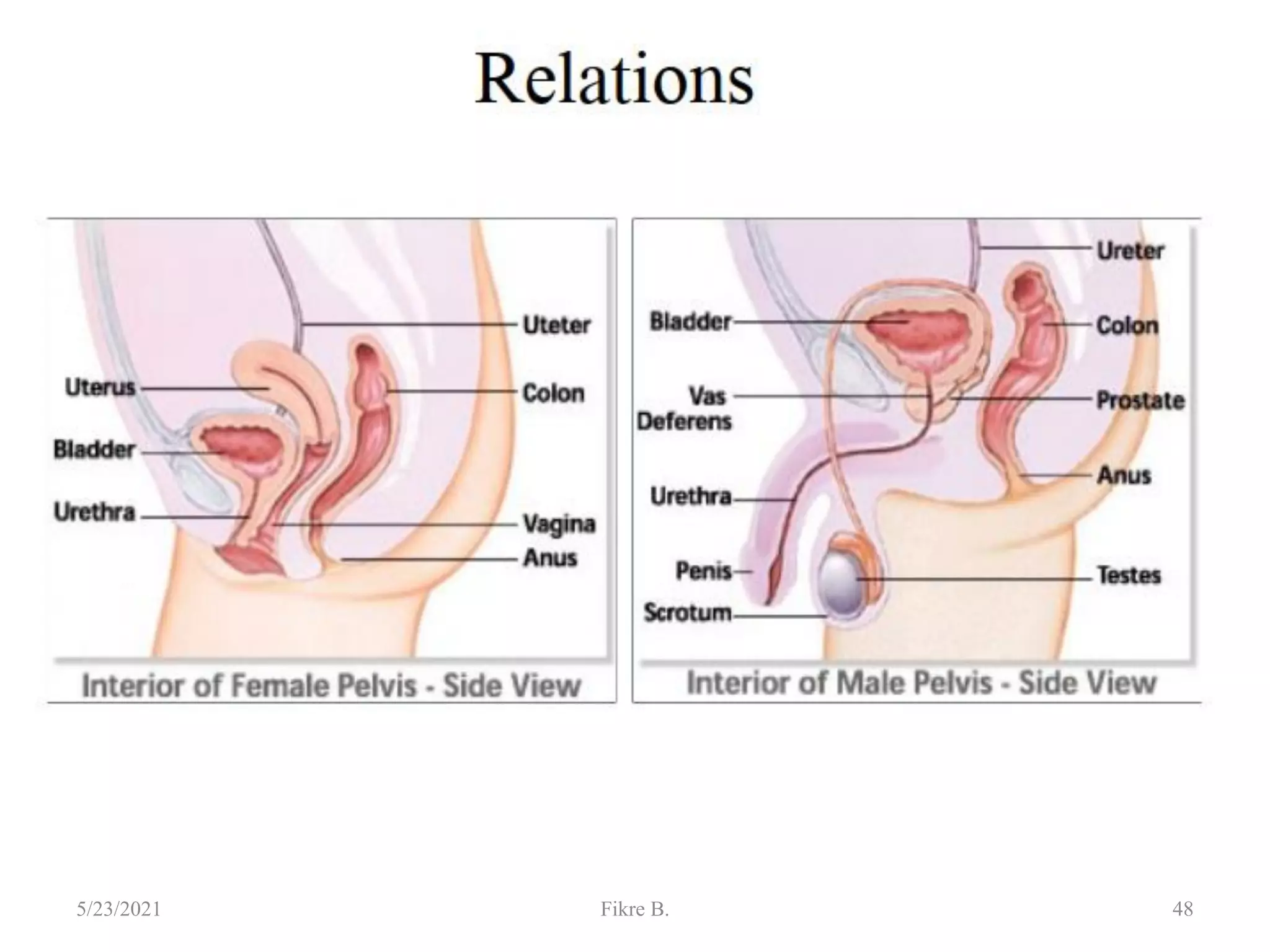 48
5/23/2021 Fikre B.
 