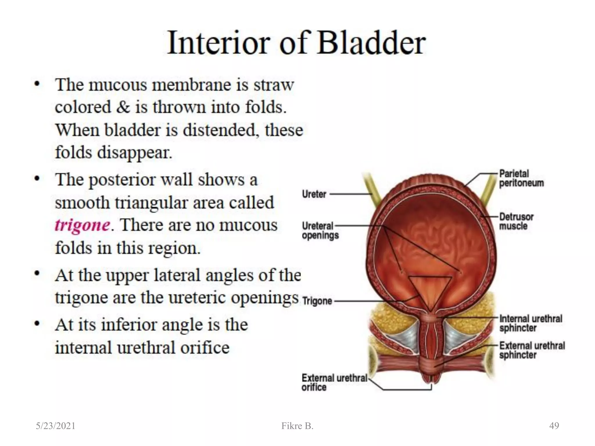 49
5/23/2021 Fikre B.
 