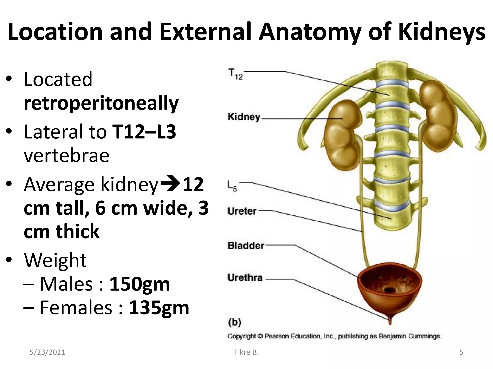 Location and External Anatomy of Kidneys
• Located
retroperitoneally
• Lateral to T12–L3
vertebrae
• Average kidney12
cm tall, 6 cm wide, 3
cm thick
• Weight
– Males : 150gm
– Females : 135gm
5/23/2021 Fikre B. 5
 