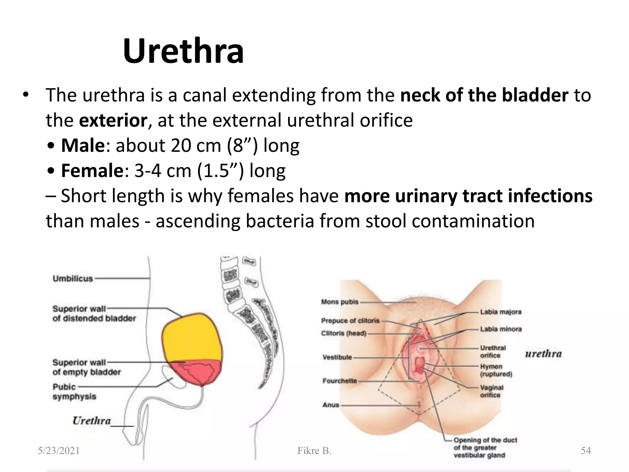 Urethra
• The urethra is a canal extending from the neck of the bladder to
the exterior, at the external urethral orifice
• Male: about 20 cm (8”) long
• Female: 3-4 cm (1.5”) long
– Short length is why females have more urinary tract infections
than males - ascending bacteria from stool contamination
54
5/23/2021 Fikre B.
 