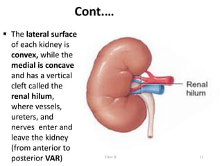 Cont.…
 The lateral surface
of each kidney is
convex, while the
medial is concave
and has a vertical
cleft called the
renal hilum,
where vessels,
ureters, and
nerves enter and
leave the kidney
(from anterior to
posterior VAR) 11
5/23/2021 Fikre B.
 