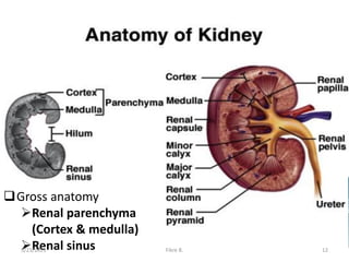 Gross anatomy
Renal parenchyma
(Cortex & medulla)
Renal sinus
5/23/2021 Fikre B. 12
 