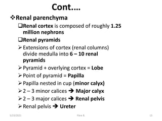 Cont.…
Renal parenchyma
Renal cortex is composed of roughly 1.25
million nephrons
Renal pyramids
Extensions of cortex (renal columns)
divide medulla into 6 – 10 renal
pyramids
Pyramid + overlying cortex = Lobe
Point of pyramid = Papilla
Papilla nested in cup (minor calyx)
2 – 3 minor calices  Major calyx
2 – 3 major calices  Renal pelvis
Renal pelvis  Ureter
5/23/2021 Fikre B. 13
 