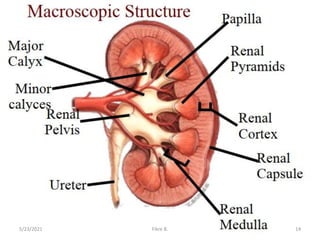 5/23/2021 Fikre B. 14
 
