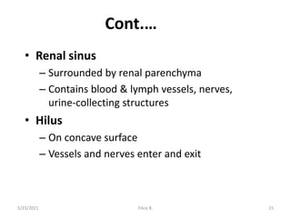 Cont.…
• Renal sinus
– Surrounded by renal parenchyma
– Contains blood & lymph vessels, nerves,
urine-collecting structures
• Hilus
– On concave surface
– Vessels and nerves enter and exit
5/23/2021 Fikre B. 15
 