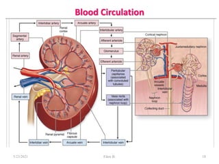 Blood Circulation
5/23/2021 Fikre B. 18
 