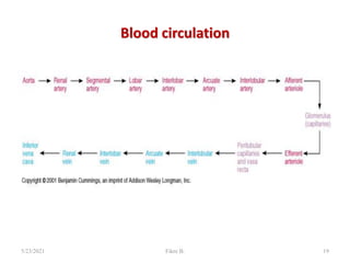 Blood circulation
5/23/2021 Fikre B. 19
 