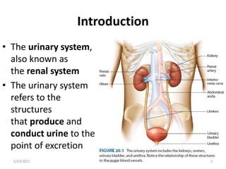 Introduction
• The urinary system,
also known as
the renal system
• The urinary system
refers to the
structures
that produce and
conduct urine to the
point of excretion
5/23/2021 Fikre B. 2
 